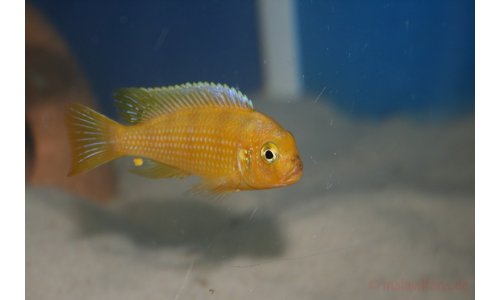 Pseudotropheus lombardoi